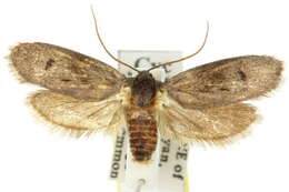 Image of Cyclotornidae