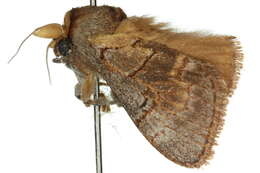 Image of Parasoidea paroa Turner 1902