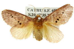 Image de Doratifera quadriguttata Walker 1855