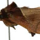 Image of <i>Eloasa callidesma</i>