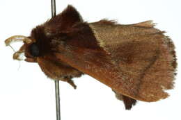 Image of <i>Eloasa callidesma</i>