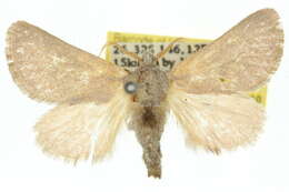 Image of Anepopsia tephraea Turner 1926