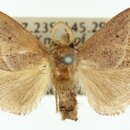 Image of Anepopsia eugyra Turner 1926