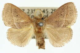 Image of Anepopsia eugyra Turner 1926