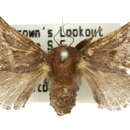 Image of Birthamoides plagioscia Turner 1902