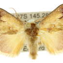 Image of Hypselolopha hypodrosa Turner 1926