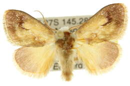 Image of Hypselolopha