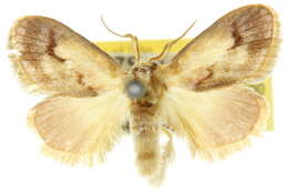 Image of Hypselolopha hypodrosa Turner 1926