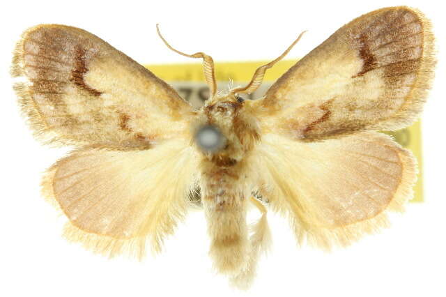 Hypselolopha hypodrosa Turner 1926 resmi