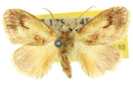 Hypselolopha resmi