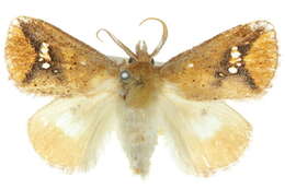 Image of Squamosa barymorpha