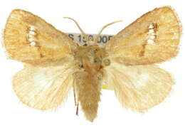 Image of Hedraea quadridens Lucas 1901