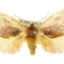 Image of Comana idiomorpha