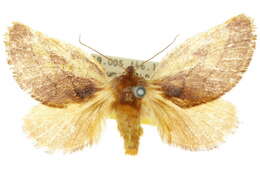 Image of Comana idiomorpha