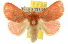 Image of Amphiesmenoptera