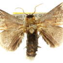 <i>Mecytha dnophera</i> resmi