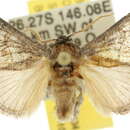 Image of Ecnomoctena sciobaphes Turner 1941