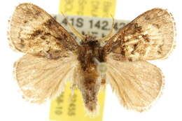 Image of Pygmaeomorpha aquila