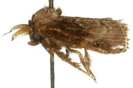 Image of Pygmaeomorpha aquila