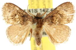 Image of Pygmaeomorpha aquila