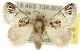 Image of Pygmaeomorpha ocularis Lucas & T. P. 1895