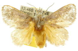 Image of Scopelodes nitens Bethune-Baker 1904