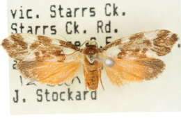 Image of Lactura cristata Butler 1886