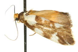 Image of Lactura cristata Butler 1886