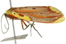 Image of <i>Lactura sapotearum</i>