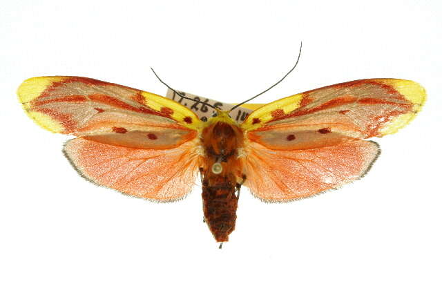 Image of <i>Lactura sapotearum</i>