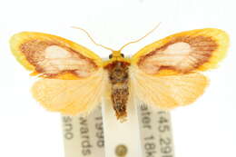 Image of Lactura leucophthalma Meyrick 1907