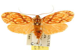 Image of Lactura rubritexta Meyrick 1913