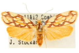 Image of Lactura panopsia Turner 1927