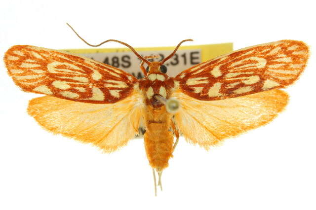 Image of Lactura erythractis