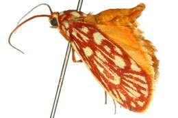 Image of Lactura erythractis