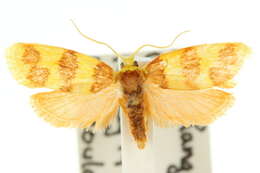 Image of Lactura rhodomochla Turner 1941