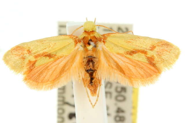 Image of tropical burnet moths
