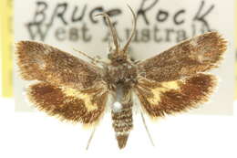 Image of <i>Miscera micrastra</i>