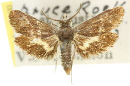 Image of <i>Miscera micrastra</i>