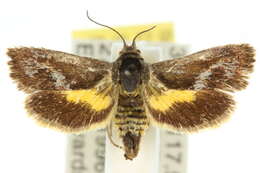 Image of <i>Miscera mesochrysa</i>