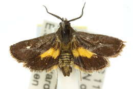 Image of <i>Miscera mesochrysa</i>