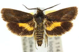 Image of <i>Miscera mesochrysa</i>