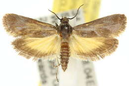 Image of <i>Miscera holodisca</i>