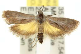 Image of <i>Miscera holodisca</i>