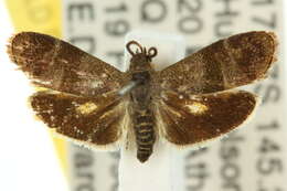 Image of <i>Miscera basichrysa</i>