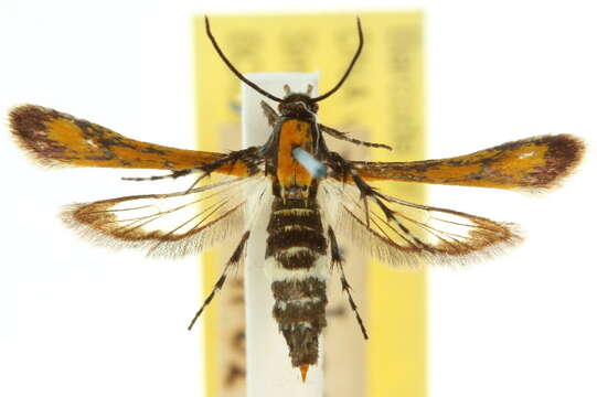 Image of Diapyra igniflua