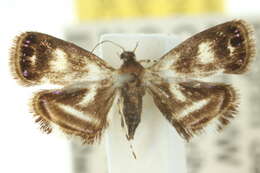 Image of Brenthia albimaculana Snellen 1875