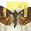 <i>Choreutis basalis</i>的圖片