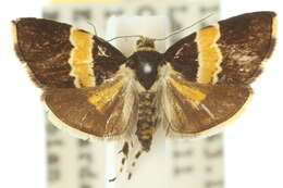 <i>Choreutis basalis</i>的圖片