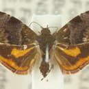 <i>Choreutis sycopola</i>的圖片